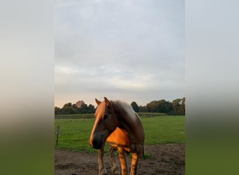 Belgisch trekpaard, Ruin, 3 Jaar, 178 cm, Vos