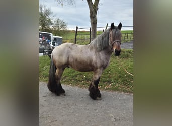 Belgisch trekpaard, Ruin, 4 Jaar, 166 cm, Blauwschimmel