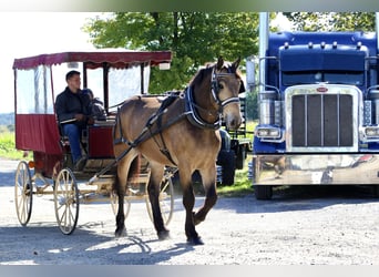 Belgisch trekpaard Mix, Ruin, 4 Jaar, 173 cm, Buckskin