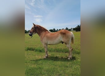Belgisch trekpaard, Ruin, 4 Jaar, 173 cm, Donkere-vos