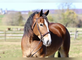 Belgisch trekpaard Mix, Ruin, 5 Jaar, 163 cm, Roodbruin