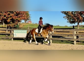 Belgisch trekpaard Mix, Ruin, 5 Jaar, 163 cm, Roodbruin