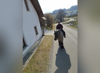 Belgisch trekpaard, Ruin, 5 Jaar, 166 cm, Brown Falb schimmel