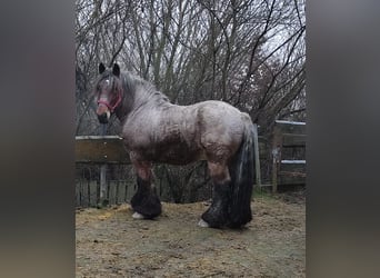 Belgisch trekpaard, Ruin, 5 Jaar, 166 cm, Brown Falb schimmel