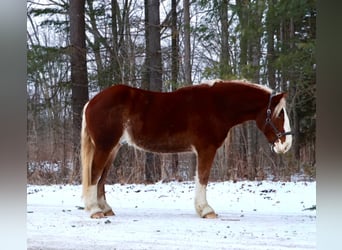 Belgisch trekpaard Mix, Ruin, 5 Jaar, 168 cm, Donkere-vos