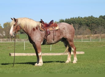Belgisch trekpaard Mix, Ruin, 5 Jaar, 173 cm, Roan-Red