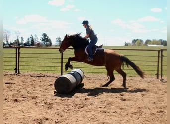Belgisch trekpaard Mix, Ruin, 5 Jaar, Roodbruin
