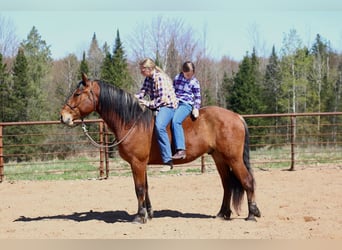 Belgisch trekpaard Mix, Ruin, 5 Jaar, Roodbruin