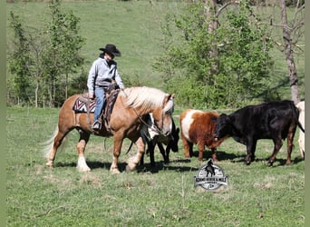Belgisch trekpaard, Ruin, 6 Jaar, 152 cm, Palomino