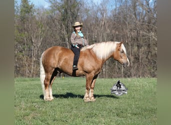Belgisch trekpaard, Ruin, 6 Jaar, 152 cm, Palomino
