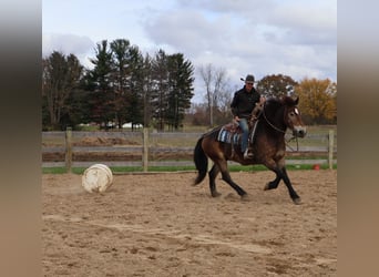 Belgisch trekpaard Mix, Ruin, 6 Jaar, 168 cm, Buckskin
