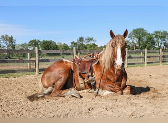 Belgisch trekpaard, Ruin, 6 Jaar, 170 cm, Donkere-vos