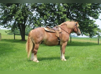 Belgisch trekpaard, Ruin, 6 Jaar, 170 cm, Roodvos