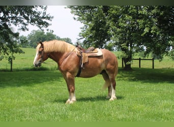 Belgisch trekpaard, Ruin, 6 Jaar, 170 cm, Roodvos