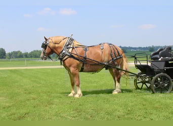 Belgisch trekpaard, Ruin, 6 Jaar, 170 cm, Roodvos