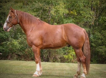 Belgisch trekpaard, Ruin, 6 Jaar, 173 cm, Donkere-vos