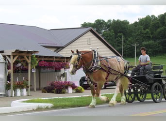 Belgisch trekpaard Mix, Ruin, 6 Jaar, 173 cm, Roan-Red