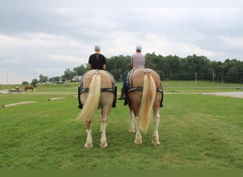 Belgisch trekpaard Mix, Ruin, 6 Jaar, 180 cm, Roan-Red