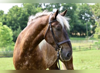 Belgisch trekpaard Mix, Ruin, 6 Jaar, 183 cm