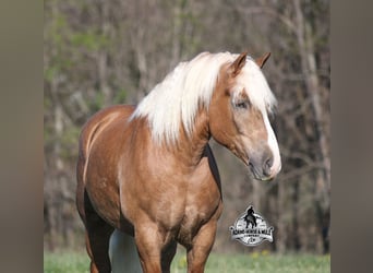 Belgisch trekpaard, Ruin, 6 Jaar, Palomino