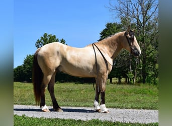 Belgisch trekpaard, Ruin, 7 Jaar, 157 cm, Buckskin