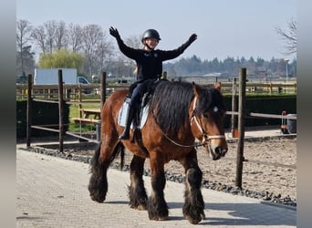 Belgisch trekpaard Mix, Ruin, 7 Jaar, 162 cm, Bruin