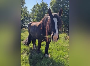 Belgisch trekpaard, Ruin, 7 Jaar, 168 cm, Zwartbruin