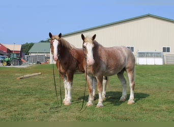 Belgisch trekpaard Mix, Ruin, 7 Jaar, 180 cm, Roan-Red