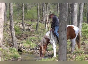 Belgisch trekpaard Mix, Ruin, 7 Jaar, Gevlekt-paard