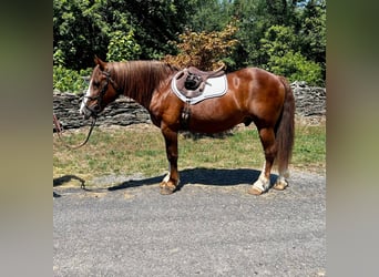 Belgisch trekpaard, Ruin, 8 Jaar, 157 cm, Roodvos