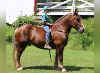 Belgisch trekpaard, Ruin, 8 Jaar, 160 cm, Donkere-vos