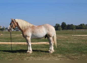Belgisch trekpaard Mix, Ruin, 8 Jaar, 165 cm, Roan-Red