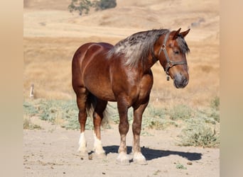 Belgisch trekpaard, Ruin, 8 Jaar, 170 cm, Bruin