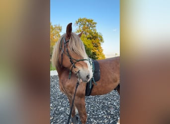 Belgisch trekpaard Mix, Ruin, 8 Jaar, 173 cm, Vos