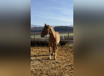 Belgisch trekpaard Mix, Ruin, 8 Jaar, 173 cm, Vos