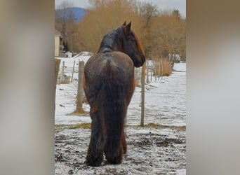 Belgisch trekpaard, Ruin, 8 Jaar, 175 cm, Blauwschimmel