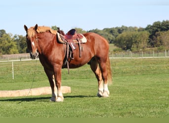 Belgisch trekpaard, Ruin, 9 Jaar, 180 cm, Roodvos