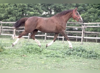 Belgisch Warmbloed, Onbekend, Embryo