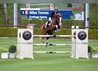 Belgisch Warmbloed, Onbekend, Embryo