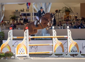 Belgisch Warmbloed, Onbekend, Embryo