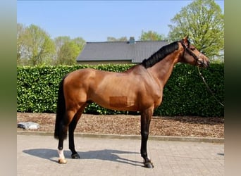 Belgisch Warmbloed, Onbekend, Embryo