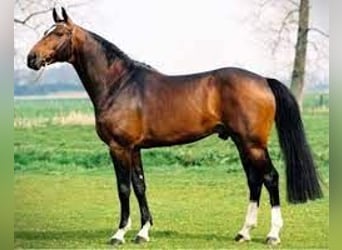 Belgisch Warmbloed, Onbekend, Embryo