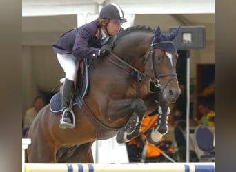 Belgisch Warmbloed, Onbekend, Embryo