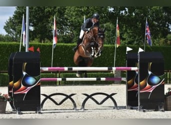 Belgisch Warmbloed, Onbekend, Embryo