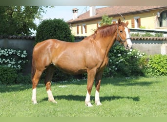 Belgisch Warmbloed, Onbekend, Embryo