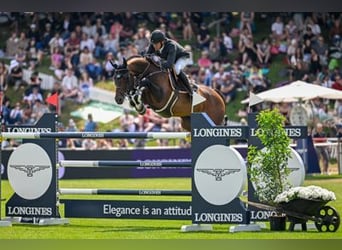 Belgisch Warmbloed, Onbekend, Embryo