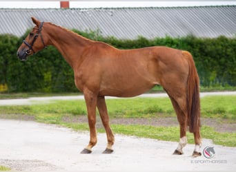 Belgisch Warmbloed, Onbekend, Embryo