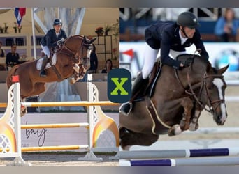 Belgisch Warmbloed, Onbekend, Embryo