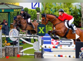Belgisch Warmbloed, Onbekend, Embryo