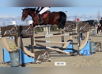 Belgisch Warmbloed, Hengst, 10 Jaar, 169 cm, Donkerbruin